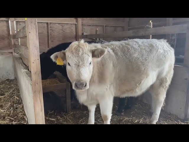 How QCA livestock are coping during the snowfall