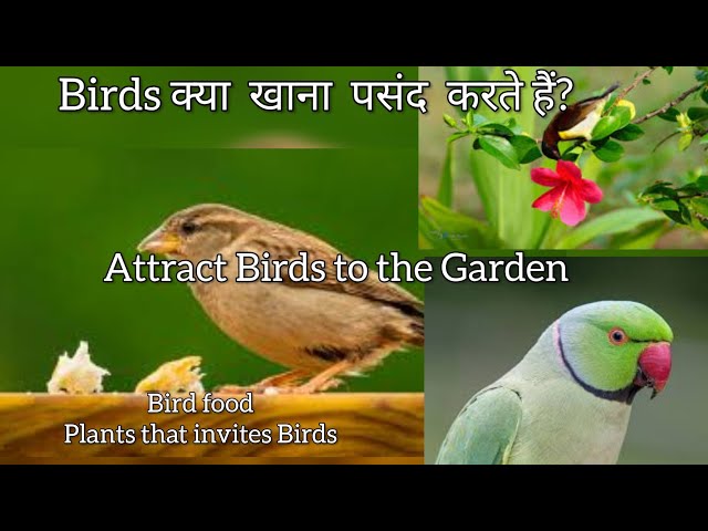 Attract birds to garden or balcony #birds #wildlife #liferbirds #birdslover #gardening #vlog_3