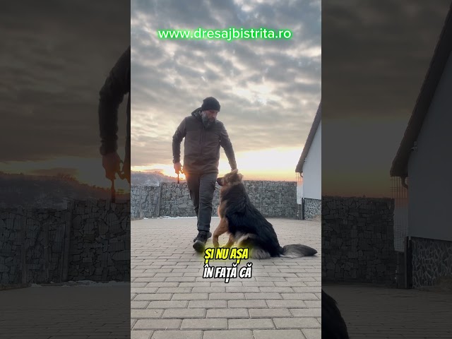 Ciobănesc german cu păr lung #alinmoldovan #dresajcanin #germanshepherd #germanshepherdpuppy