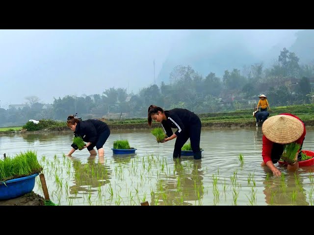 Mai and Hanh go to work to earn money in the first days of spring - eat fried banh chung together