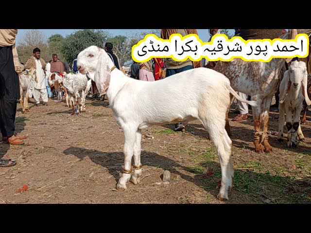 Ahmedpur sharqia bakra mandi update | makhi chena bakre | 21 Feb 2025 | gillani goat farm