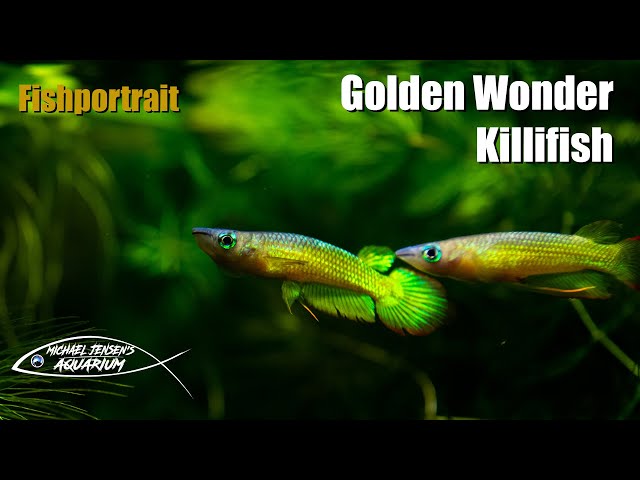 Golden Wonder Killifish - Aplochelius Lineatus (Gold)