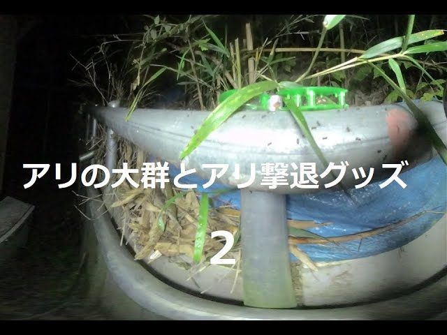 アリの大群とアリ撃退グッズ２　Swarm of ants and ant-repellent goods 2　180度3DVR　oculus go！