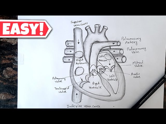 Human Heart Diagram Drawing with labelled // मानव हर्दय का चित्र // Class 10 Science Diagram