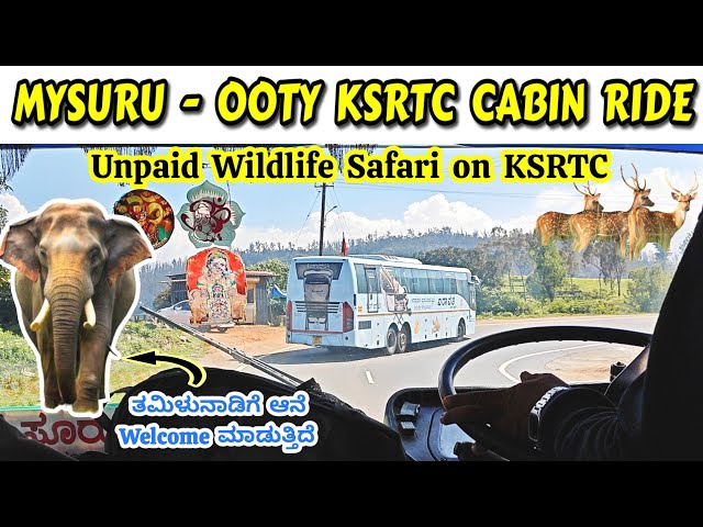 MYSURU - OOTY - Wildlife Safari on KSRTC #bus #ooty #elephant #wildlife #ghat #trending #viralvideo