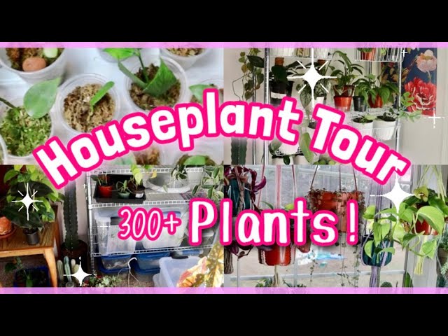 HOUSEPLANT TOUR Winter 2022 | My ENTIRE Plant Collection | 300+ Houseplants