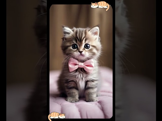 This Cat in a Bow Tie Is Too Cute to Handle! 🎀 #CuteCat #FunnyCat #shorts