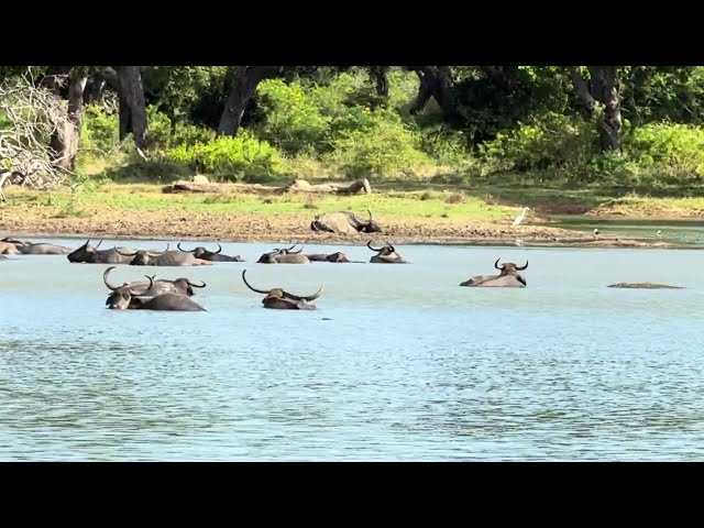 Amazing Safari Wildlife Experience: Flamingos, Deer, Crocodiles, Buffalo & Birds - Mini Video