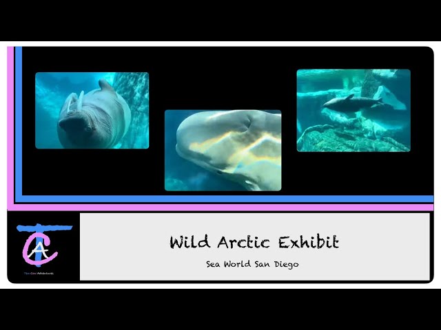 Wild Arctic Exhibit (Beluga Whales, Seals, & Walruses) & Gift Shop in 4K @ Sea World San Diego