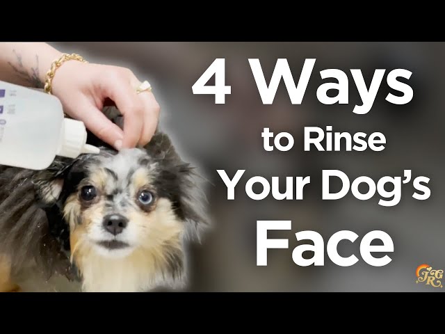 4 Ways to Rinse Your Dog's Face