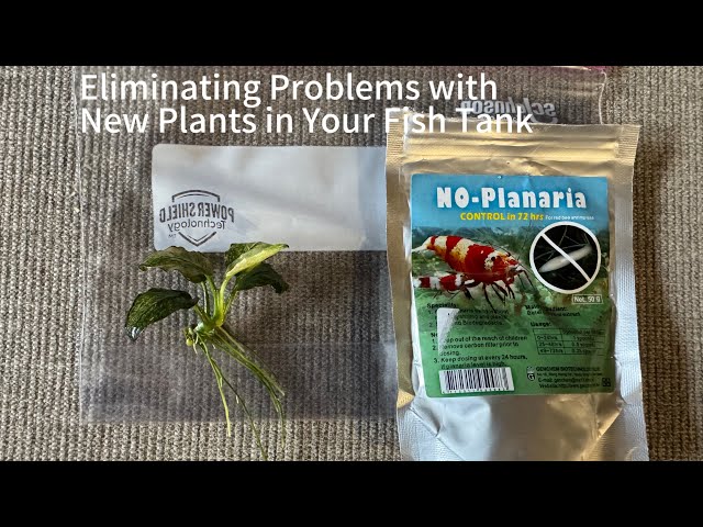 How to clean New Plants into Your Fish Tank with no Pest!