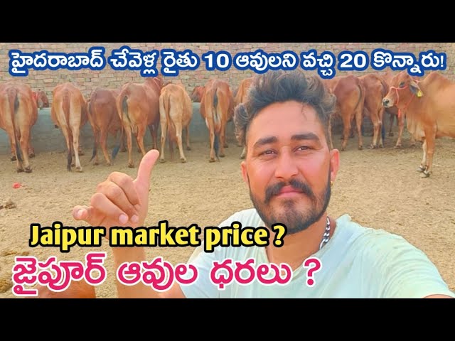 జైపూర్ పశువుల సంత | Jaipur Buffalo Market | Jaipur Buffaloes Info @jainkisan