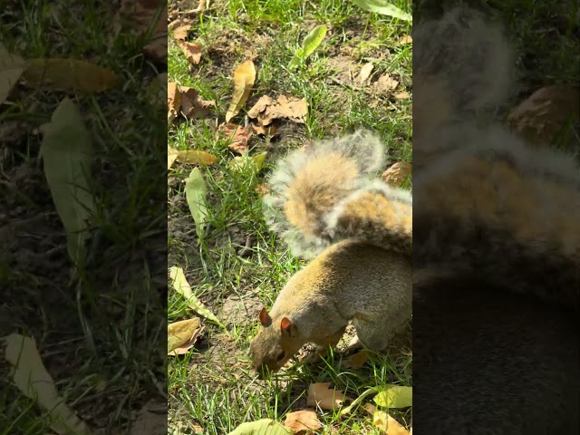 A Couple of the Squirrels in Washington Square Park - Philadelphia - Sat October 5, 2024