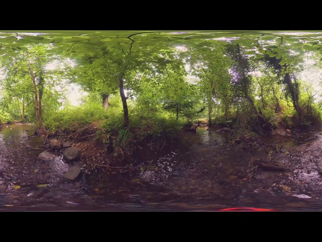 Forest bathing | Take some time out in the forest (360 video)