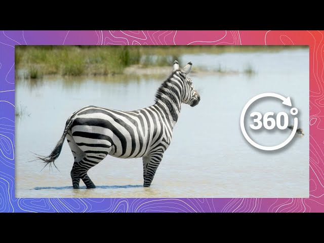 Zebras Brave River Crossing Among Waiting Crocodiles | Wildlife in 360 VR