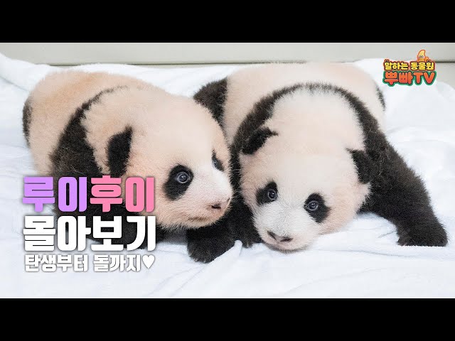 언제 이렇게 컸니? 루이바오와 후이바오의 1년 돌아보기💜🐼🐼🩷