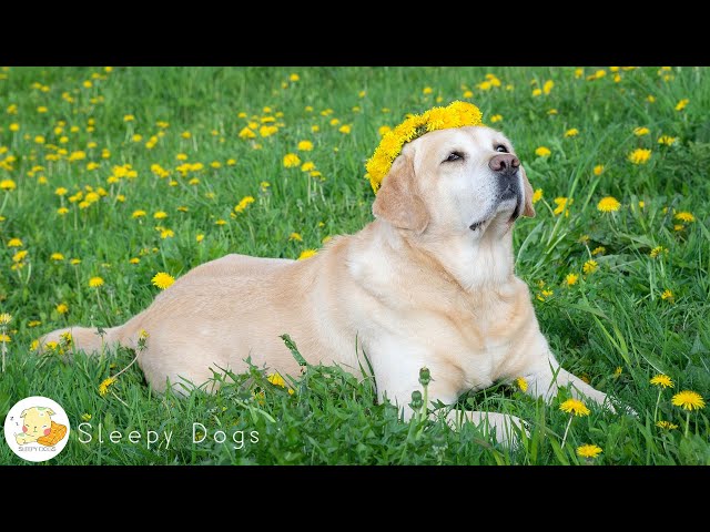 Dog Music - Relaxing Sounds for Dogs with Anxiety! Helped 8 Million Dogs Worldwide!