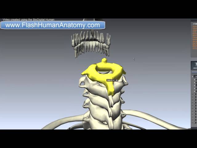 Axis Anatomy - Vertebral Column Anatomy - Neck Anatomy