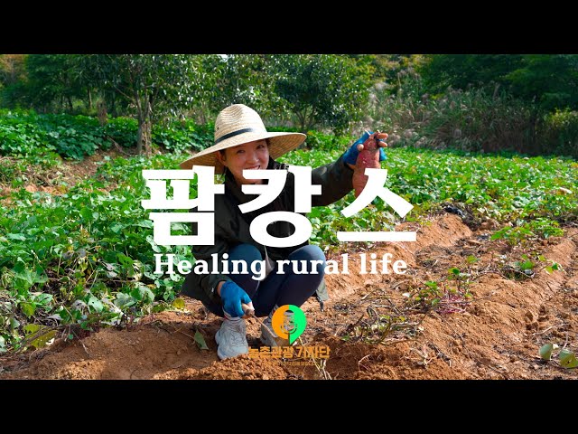 팜캉스 나주 여행 | 산포홍련마을 영산강축제 세지화탑마을 에코 왕곡마을 한옥스테이 중정 고택산에는 꽃이피네