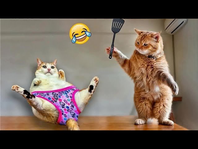 Top 10 Funniest Cat Reactions You Have to See 😆😹 Funniest Catss 2024 🐱🤣