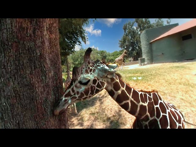 Jirafas en realidad virtual | Zoológico de Guadalajara | Episodio #2