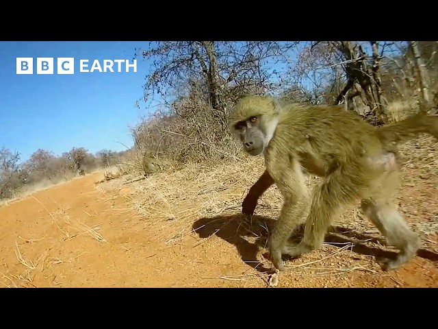 A Day in the Life of a Baboon | Animals With Cameras | BBC Earth