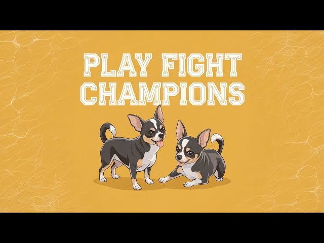 Did Someone Say Chihuahua Play Fight?! | Koko & Chiquita’s Playful Showdown #chihuahua #cute #pets