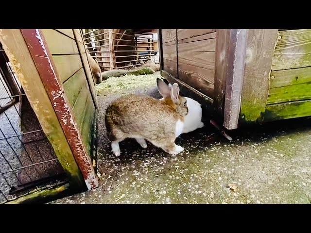 [VR180] Two chi rabbits are attached to each other [Izu Animal Kingdom].