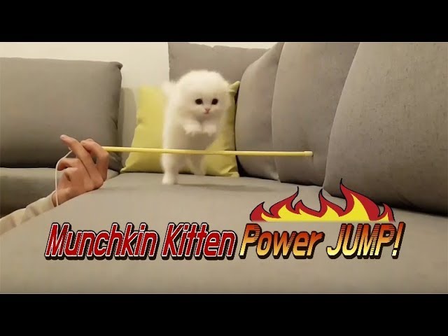 Munchkin kitten jumping Shocking jump