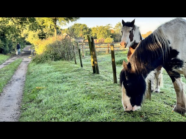 (4K HDR) Relaxing Autumn Nature Walking English Countryside Walk #earlymorningwalk