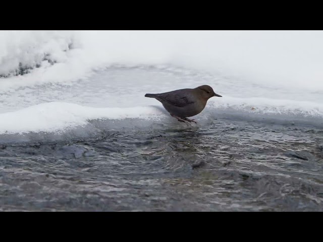 Diving Dipper: Just a short clip!