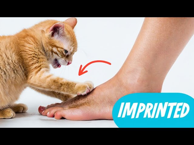 Does Your Cat SECRETLY Adore You? | 10 Hidden Signs Your Cat Has Imprinted On You | Cats Care