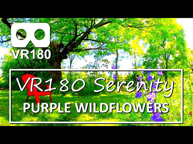 VR180 Serenity: Purple Wildflowers. Canadian Summer. 8 Relaxing Minutes in Virtual Reality.