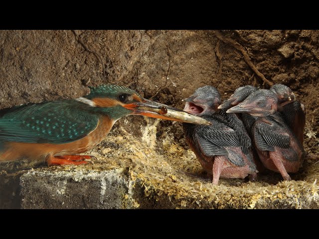 Amazing Footage of Kingfishers Inside Their Nest | Discover Wildlife | Robert E Fuller