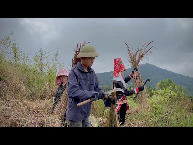 Building a New Life Episode 4 | Cutting Grass and Collecting Bamboo | Vietnamese Rural Life