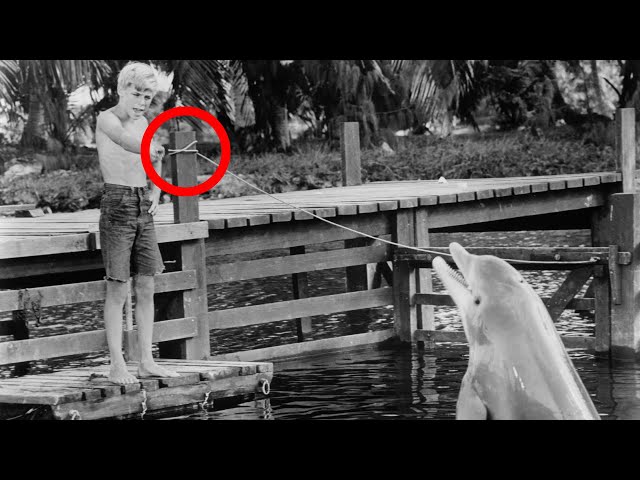 Secrets & Scandals Behind the Scenes of Flipper (1964)