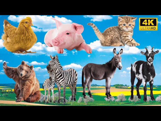 Amazing Farm Animals: Chicken, Pig, Cat, Bear, Zebra, Donkey, Goat - Animal Sounds