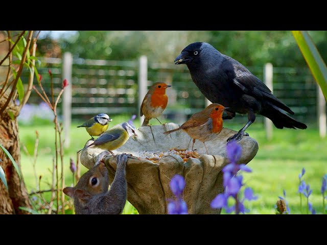 Cat TV NO ADS 🕊️ Birds & Squirrels Feast on a Garden Ornament 🐿️ Video for cats 4K HDR