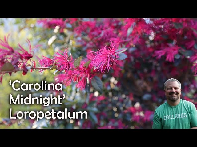 'Carolina Midnight' Loropetalum - Loropetalum chinense rubrum ‘Carolina Midnight’