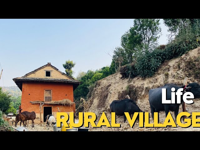 Rural Village life of Nepal||Beautiful Village lifestyle||Nepal||Nature||