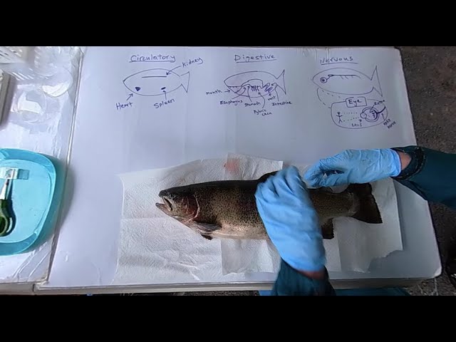 360 Fish Dissection Part 1