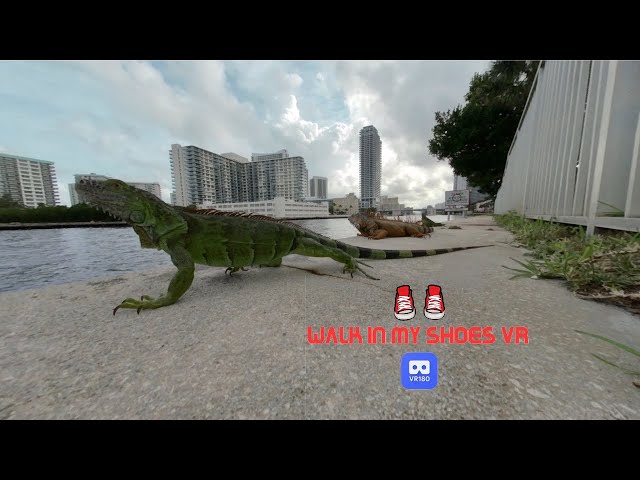 Iguana Dance With Somebody. Iguana Feel The Heat With Somebody. VR180