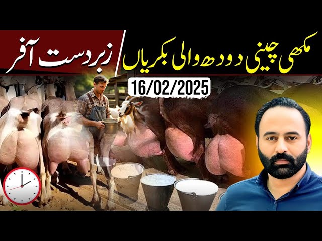 Milking Goats | 16 February 2025 | goat farming | Chakwal Goat Farm |