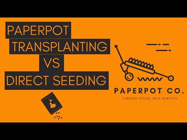 Direct Seeding vs Transplanting - What's better when?