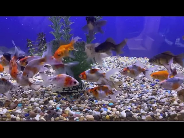 #fish #fishaquarium #shortvideo #koifish