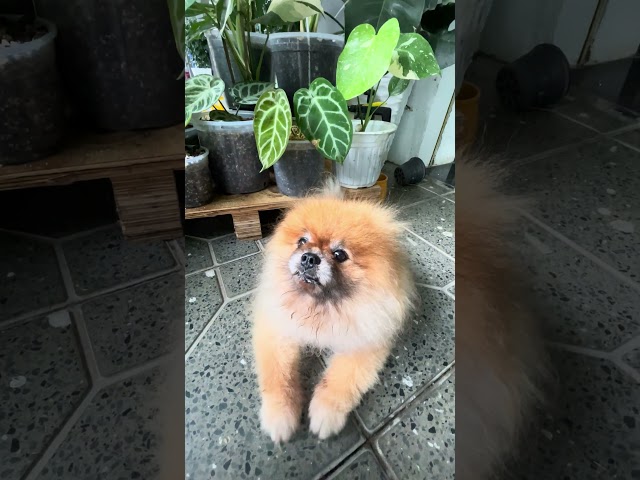 My Dog #pomeranian #pet #cute