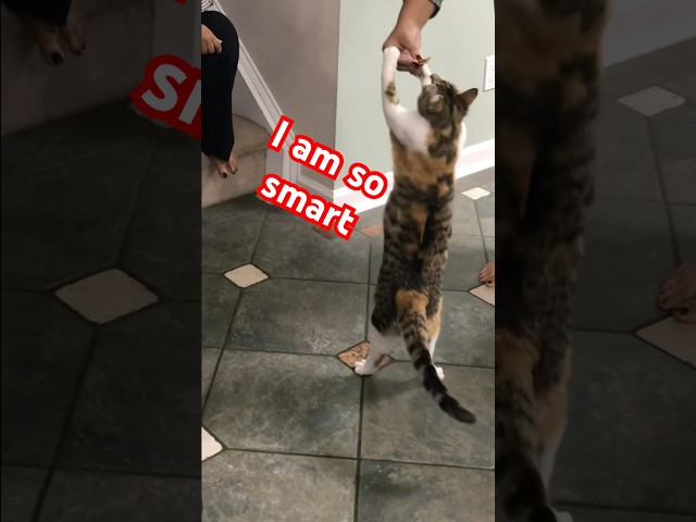 Cat very smart #cat #cute #cutecat #new #goodtogo #yeahgoodtogo #shorts #smart #smartcat