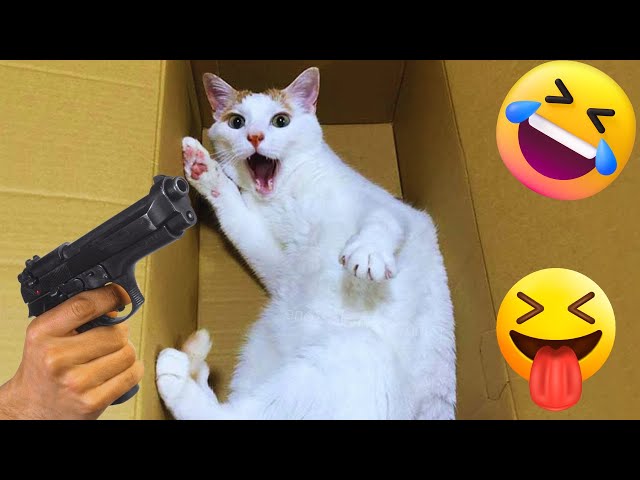 funny cat memes