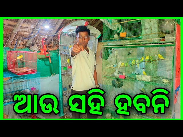 ବହୁତ ସହିଲି 🤫ଆଉ ସହି ହବନି 🤫||Birds Vlogs||Trilochan Lopamudra Vlog