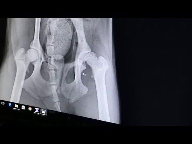 An 8-month-old poodle limps on her left hind leg - subluxation of hip